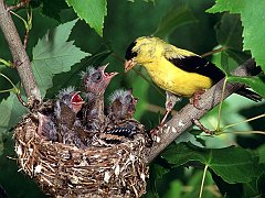 American Gold Finch Family